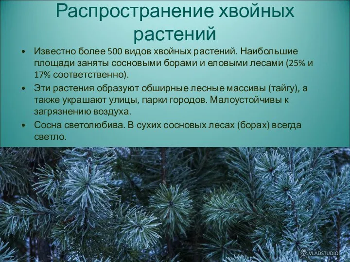 Распространение хвойных растений Известно более 500 видов хвойных растений. Наибольшие площади