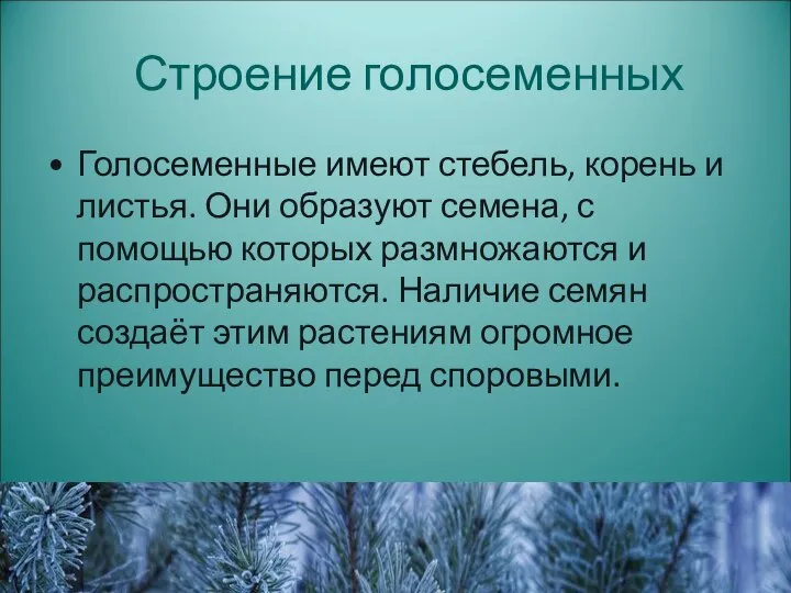 Строение голосеменных Голосеменные имеют стебель, корень и листья. Они образуют семена,