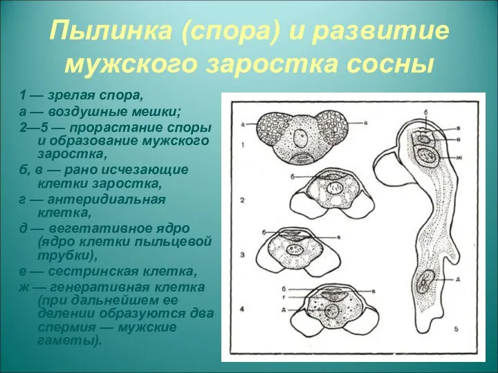 Пылинка (спора) и развитие мужского заростка сосны 1 — зрелая спора,