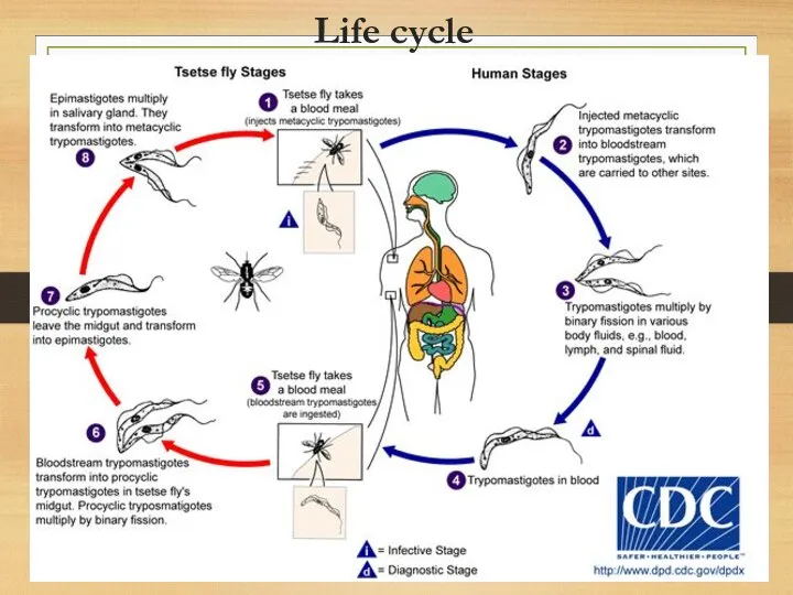 Life cycle