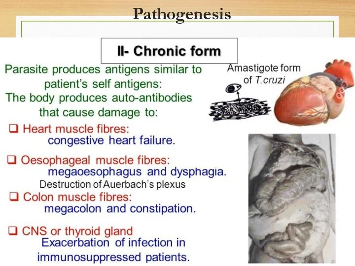 Pathogenesis