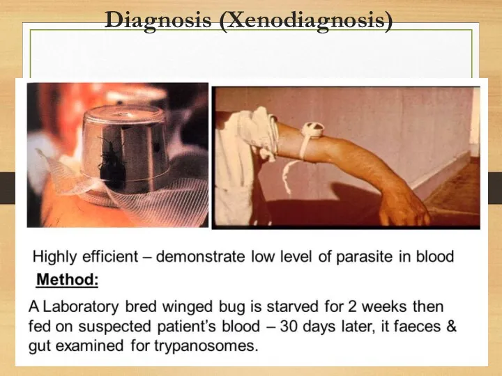 Diagnosis (Xenodiagnosis)