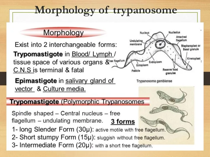 Morphology of trypanosome