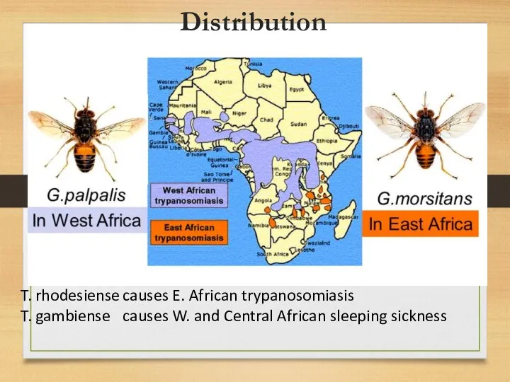 T. rhodesiense causes E. African trypanosomiasis T. gambiense causes W. and Central African sleeping sickness Distribution