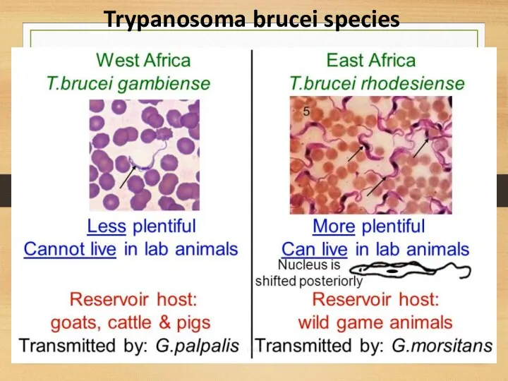 Trypanosoma brucei species
