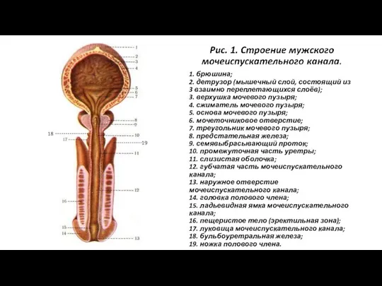 1. брюшина; 2. детрузор (мышечный слой, состоящий из 3 взаимно переплетающихся