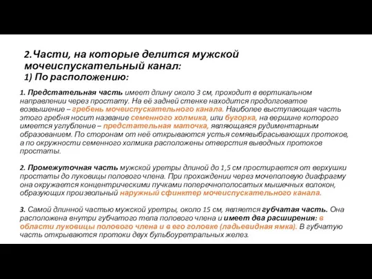 2.Части, на которые делится мужской мочеиспускательный канал: 1) По расположению: 1.