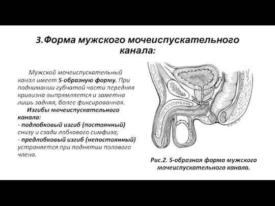 3.Форма мужского мочеиспускательного канала: