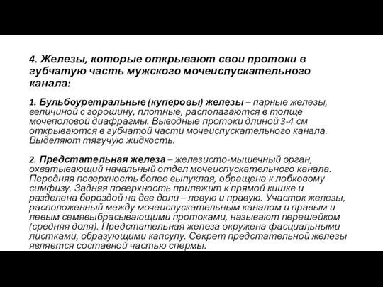 4. Железы, которые открывают свои протоки в губчатую часть мужского мочеиспускательного