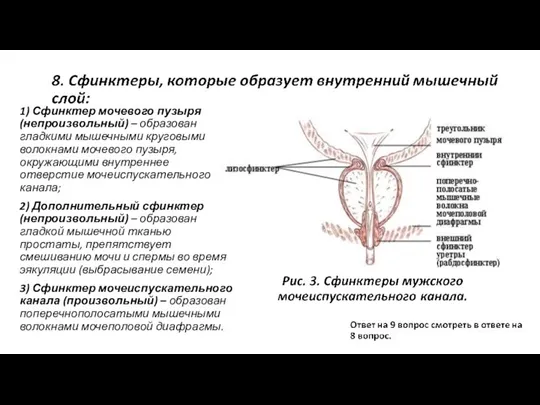 1) Сфинктер мочевого пузыря (непроизвольный) – образован гладкими мышечными круговыми волокнами