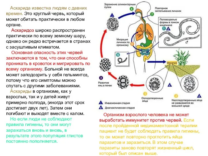 Аскарида известна людям с давних времен. Это круглый червь, который может