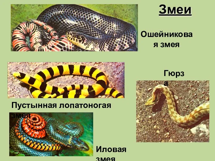 Змеи Ошейниковая змея Пустынная лопатоногая змея Иловая змея Гюрза