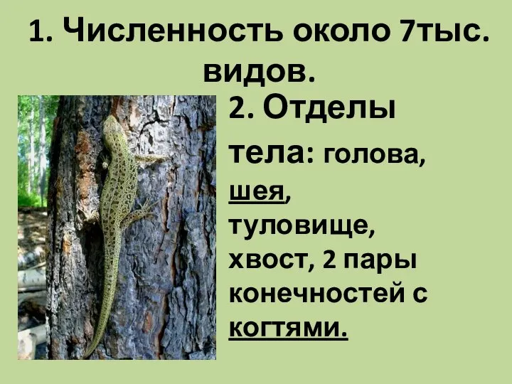 1. Численность около 7тыс. видов. 2. Отделы тела: голова, шея, туловище,