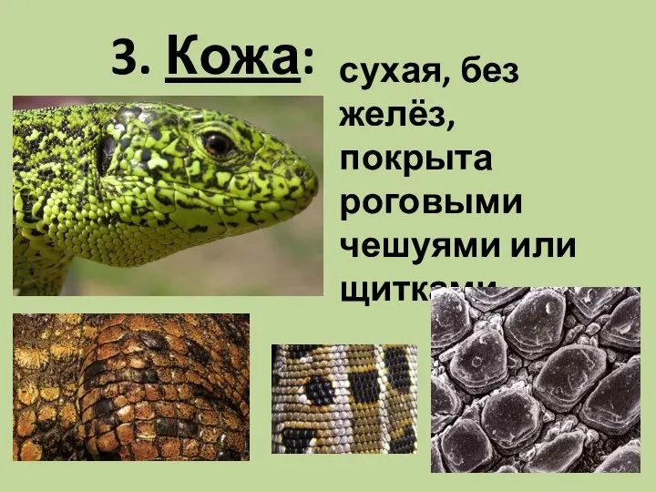 3. Кожа: сухая, без желёз, покрыта роговыми чешуями или щитками