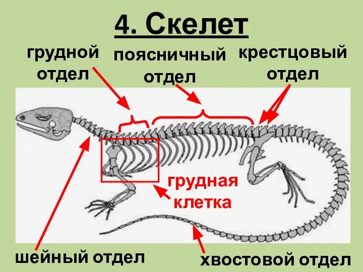 4. Скелет шейный отдел хвостовой отдел грудной отдел поясничный отдел крестцовый отдел грудная клетка