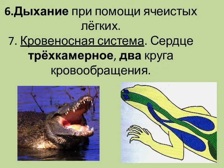 6.Дыхание при помощи ячеистых лёгких. 7. Кровеносная система. Сердце трёхкамерное, два круга кровообращения.