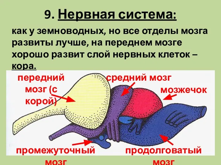 9. Нервная система: как у земноводных, но все отделы мозга развиты