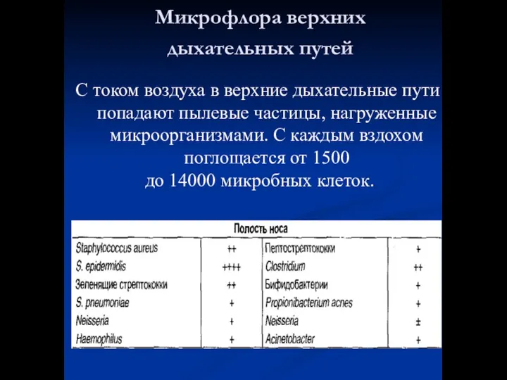 Микрофлора верхних дыхательных путей С током воздуха в верхние дыхательные пути