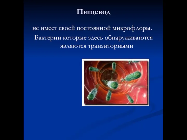 Пищевод не имеет своей постоянной микрофлоры. Бактерии которые здесь обнаруживаются являются транзиторными