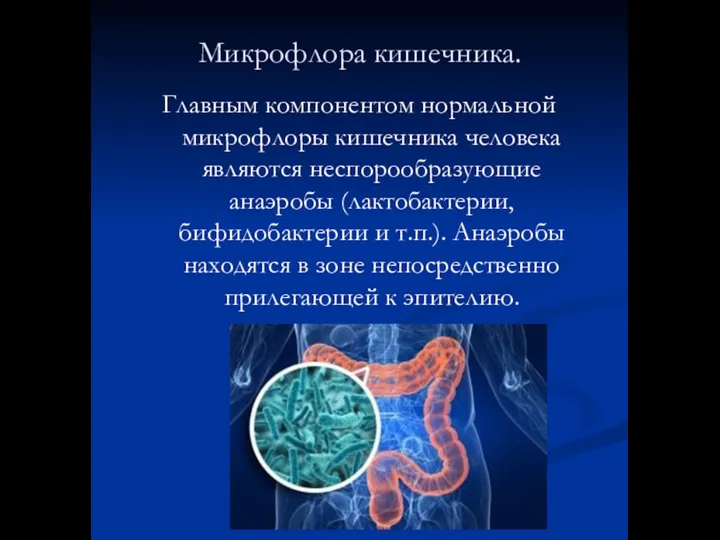 Микрофлора кишечника. Главным компонентом нормальной микрофлоры кишечника человека являются неспорообразующие анаэробы