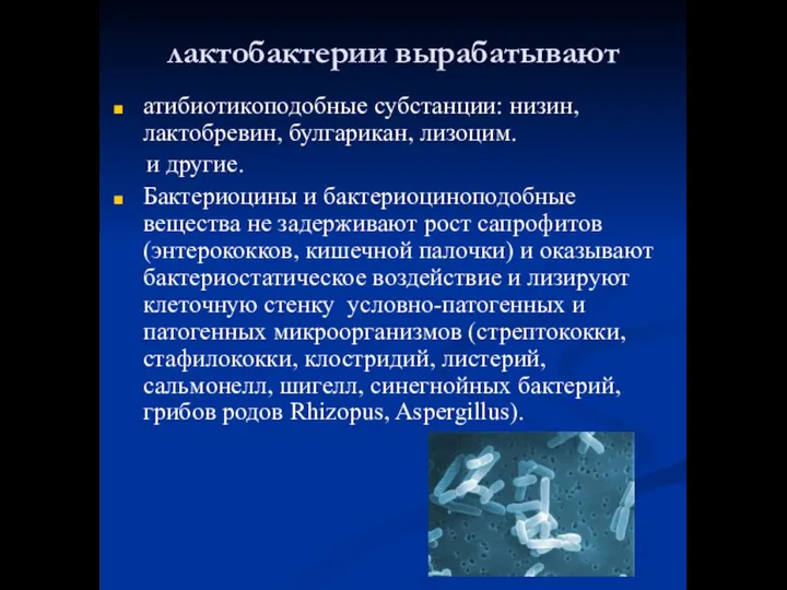 лактобактерии вырабатывают атибиотикоподобные субстанции: низин, лактобревин, булгарикан, лизоцим. и другие. Бактериоцины