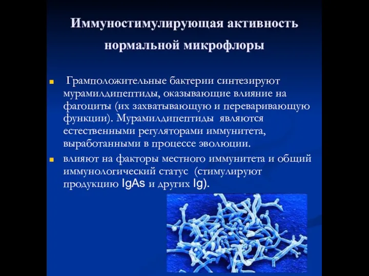 Иммуностимулирующая активность нормальной микрофлоры Грамположительные бактерии синтезируют мурамилдипептиды, оказывающие влияние на