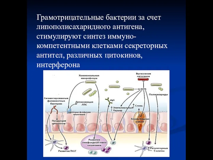 Грамотрицательные бактерии за счет липополисахаридного антигена, стимулируют синтез иммуно-компетентными клетками секреторных антител, различных цитокинов, интерферона