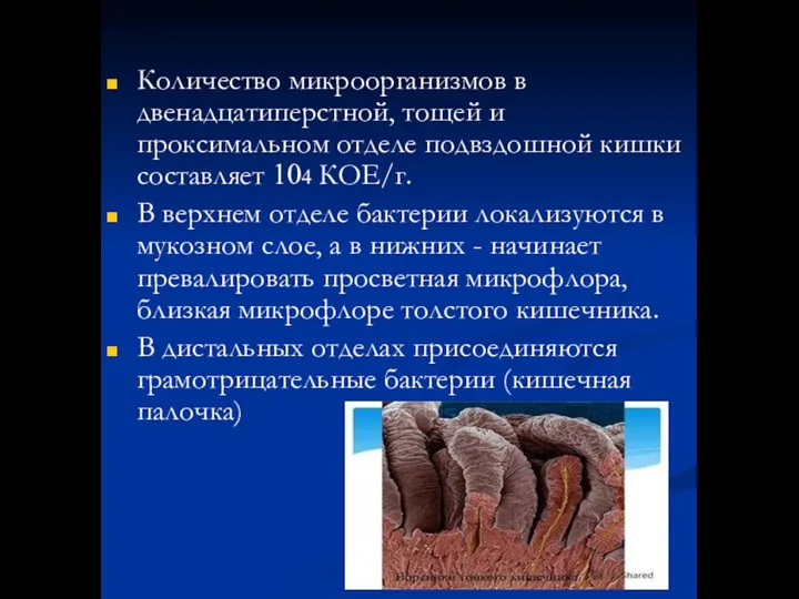 Количество микроорганизмов в двенадцатиперстной, тощей и проксимальном отделе подвздошной кишки составляет