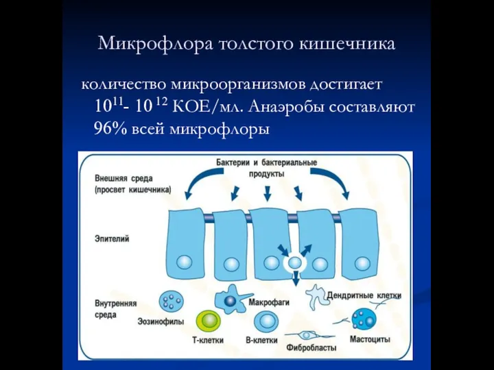 Микрофлора толстого кишечника количество микроорганизмов достигает 1011- 10 12 КОЕ/мл. Анаэробы составляют 96% всей микрофлоры