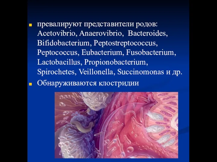 превалируют представители родов: Acetovibrio, Anaerovibrio, Bacteroides, Bifidobacterium, Peptostreptococcus, Peptococcus, Eubacterium, Fusobacterium,