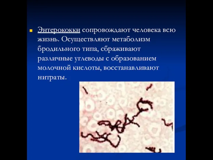 Энтерококки сопровождают человека всю жизнь. Осуществляют метаболизм бродильного типа, сбраживают различные