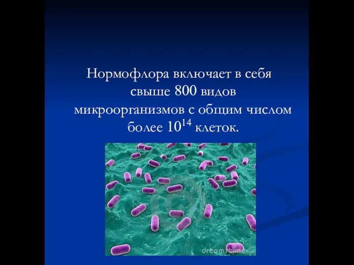 Нормофлора включает в себя свыше 800 видов микроорганизмов с общим числом более 1014 клеток.