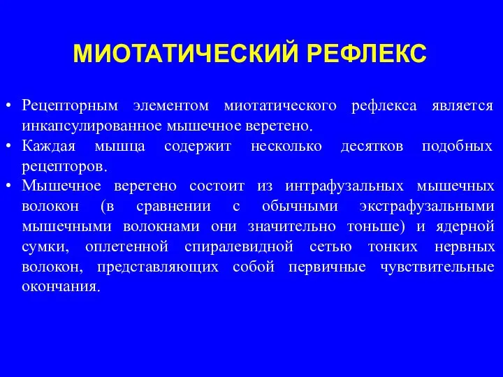 Рецепторным элементом миотатического рефлекса является инкапсулированное мышечное веретено. Каждая мышца содержит