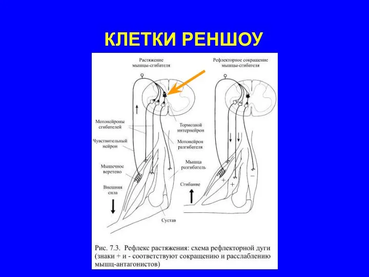 КЛЕТКИ РЕНШОУ