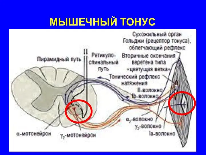 МЫШЕЧНЫЙ ТОНУС