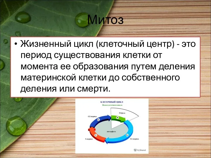 Митоз Жизненный цикл (клеточный центр) - это период существования клетки от