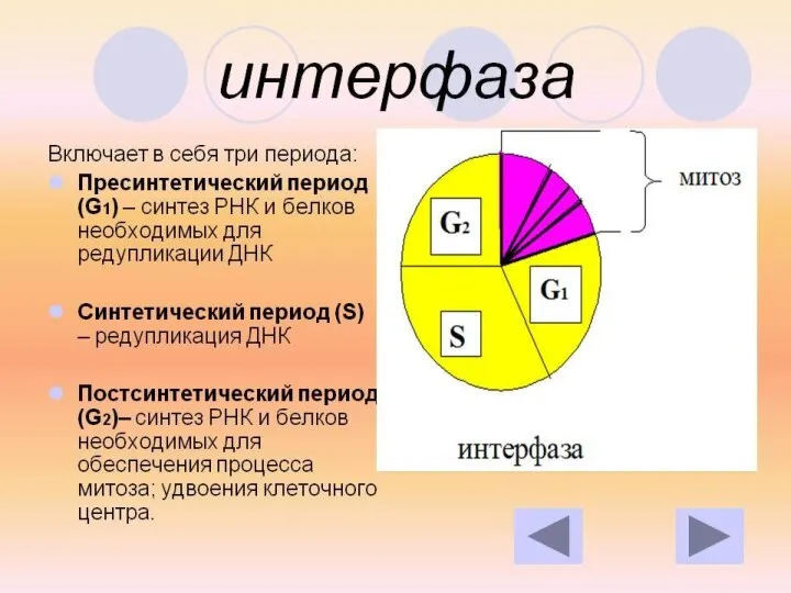 Интерфаза