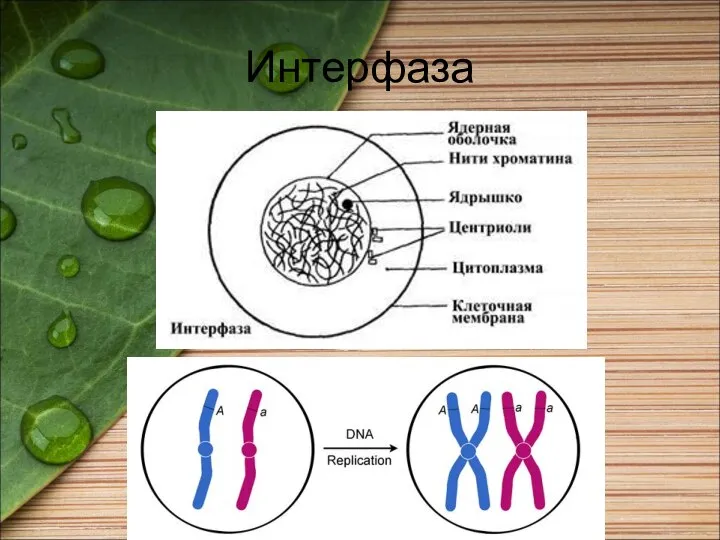 Интерфаза