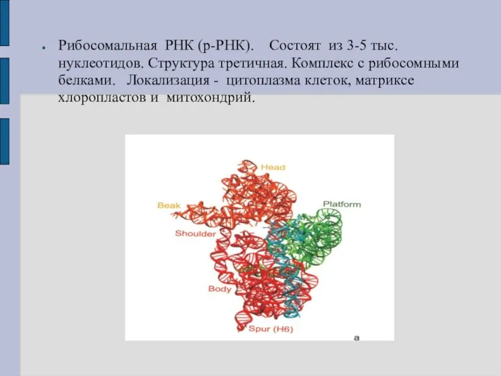 Рибосомальная РНК (р-РНК). Состоят из 3-5 тыс. нуклеотидов. Структура третичная. Комплекс