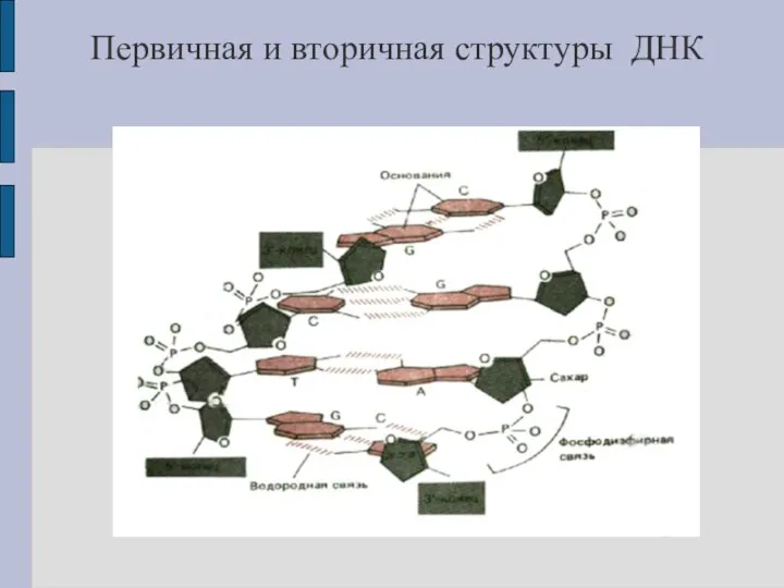 Первичная и вторичная структуры ДНК