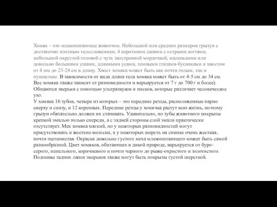 Хомяк – это млекопитающее животное. Небольшой или средних размеров грызун с