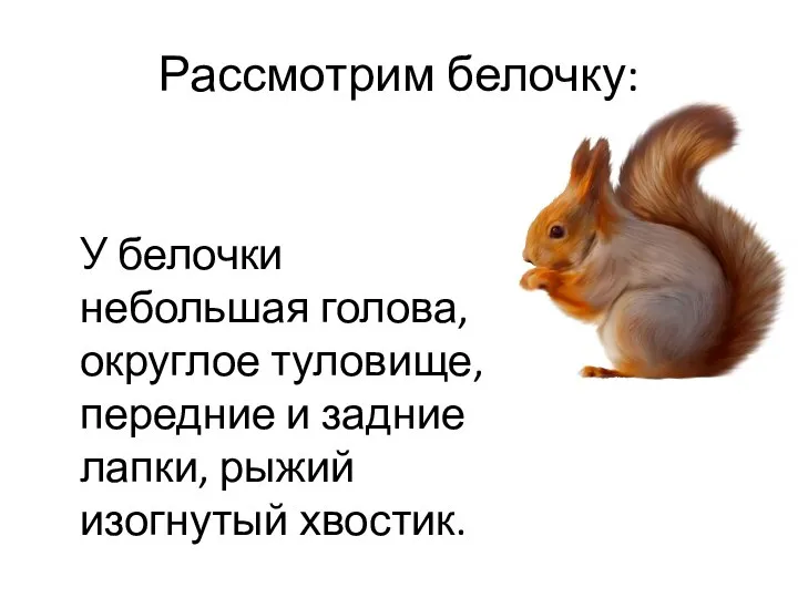 Рассмотрим белочку: У белочки небольшая голова, округлое туловище, передние и задние лапки, рыжий изогнутый хвостик.