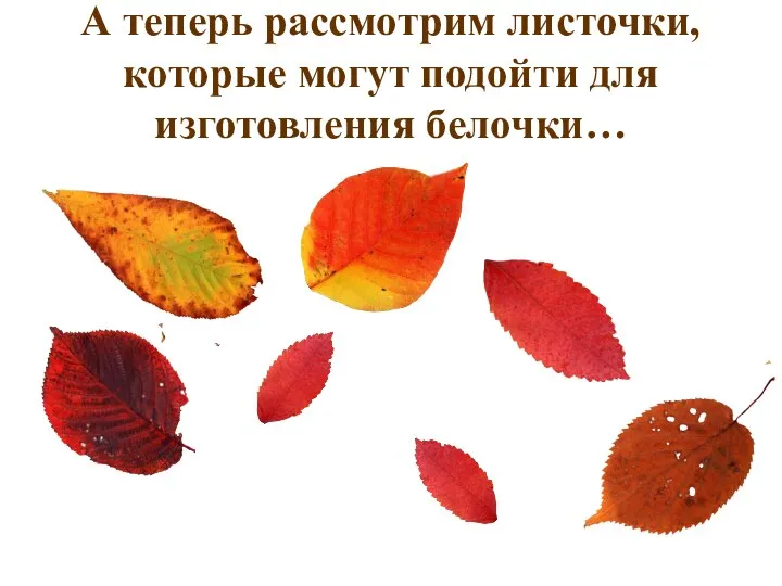 А теперь рассмотрим листочки, которые могут подойти для изготовления белочки…