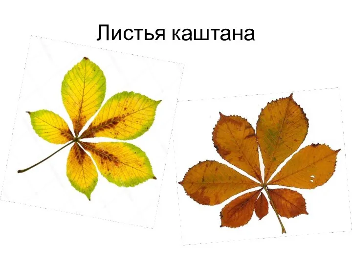 Листья каштана