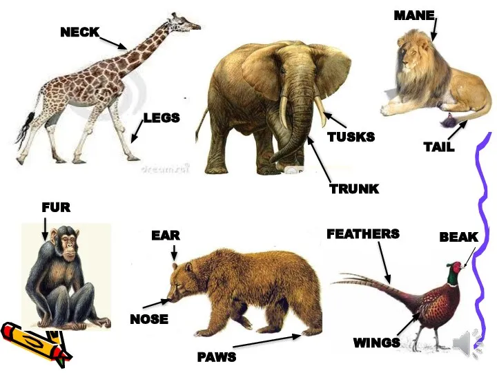 TUSKS TRUNK PAWS EAR FUR MANE TAIL NECK LEGS NOSE FEATHERS WINGS BEAK