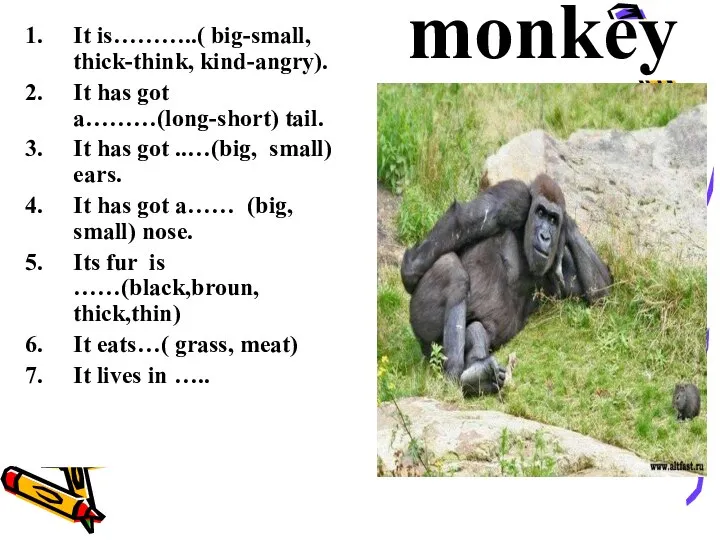 monkey It is………..( big-small, thick-think, kind-angry). It has got a………(long-short) tail.