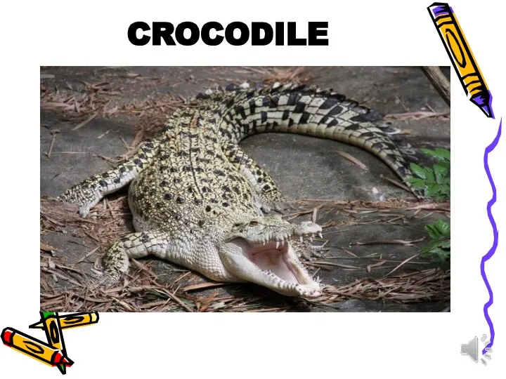 CROCODILE