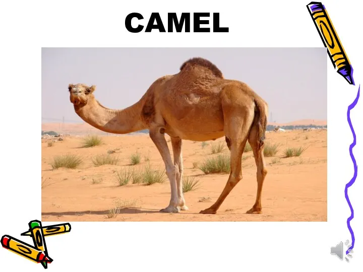 CAMEL