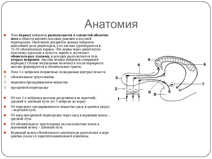 Анатомия Тела первых нейронов располагаются в слизистой оболочке носа в области
