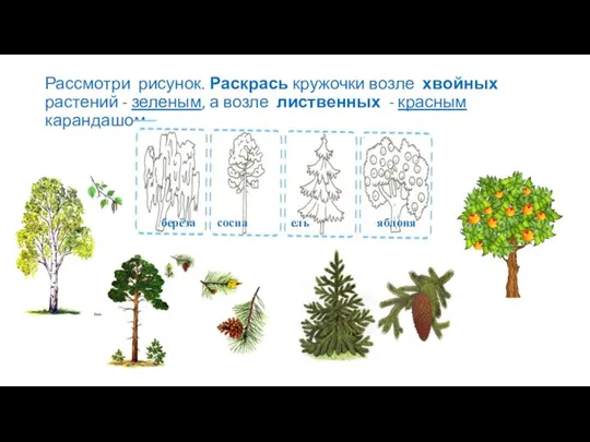 Рассмотри рисунок. Раскрась кружочки возле хвойных растений - зеленым, а возле